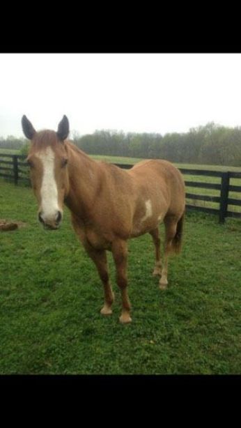 SEARCHING FOR HORSE Bostan, $800.00 REWARD  Near Shelbyville , KY, 40065